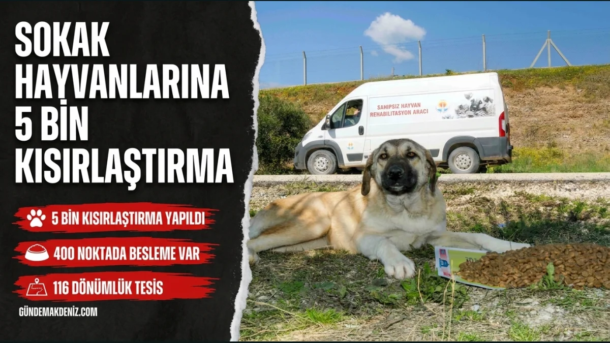 Adana Büyükşehir Belediyesi binlerce sokak hayvanını kısırlaştırdı