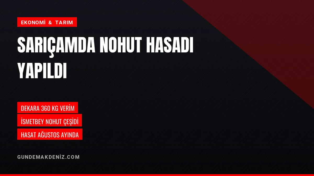 Adana Sarıçamda Yerli İsmetbey Nohut Hasadında Dekara 360 Kilo Verim