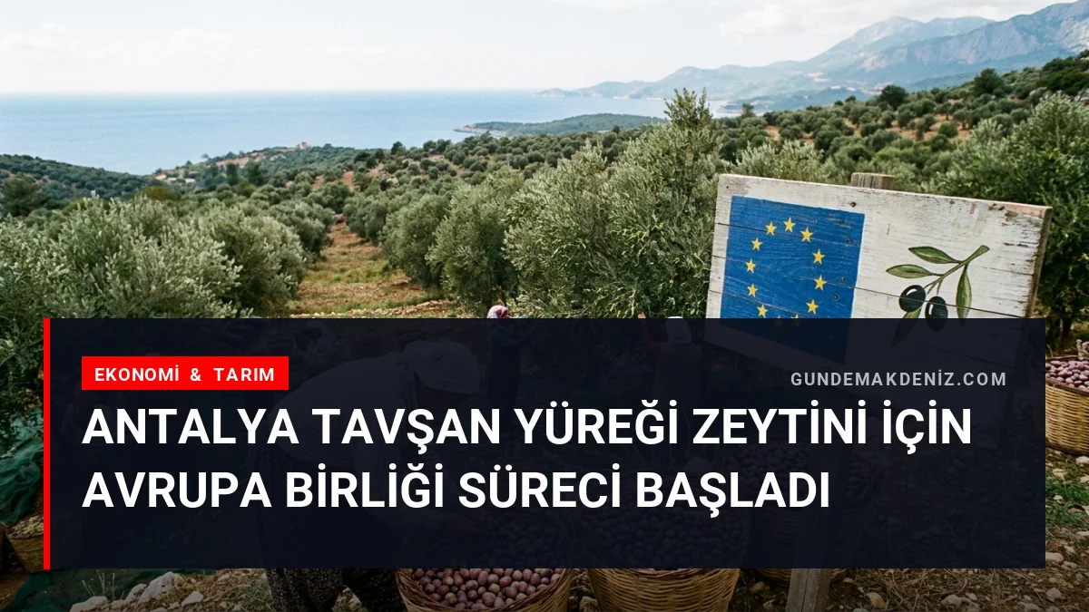 Antalya Tavşan Yüreği Zeytini İçin Avrupa Birliği Süreci Başladı