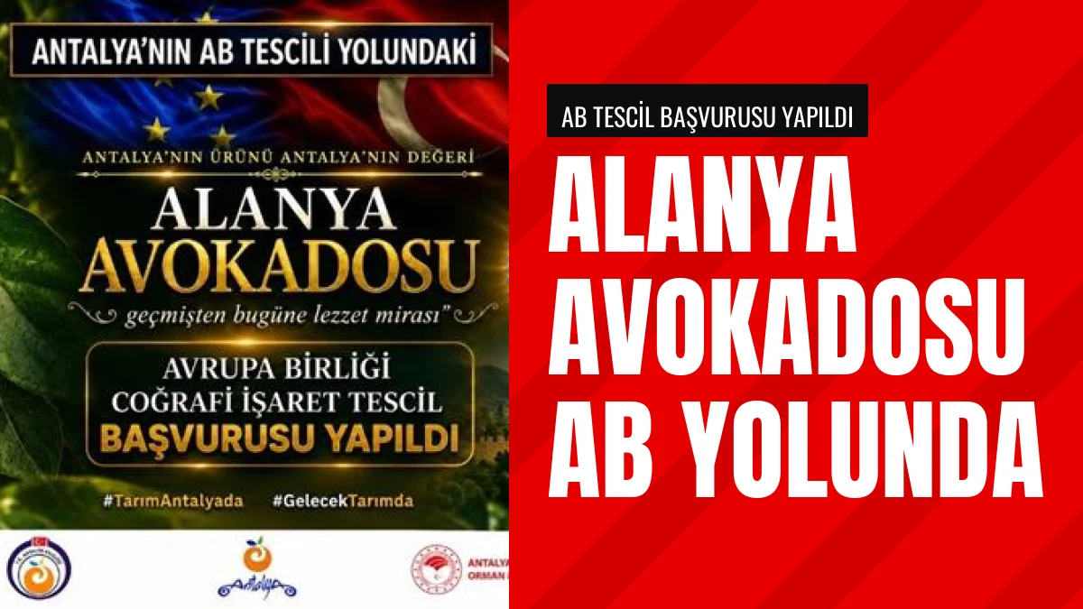 Alanya Avokadosu Avrupa Birliği Coğrafi İşaret Tescili İçin Başvurdu