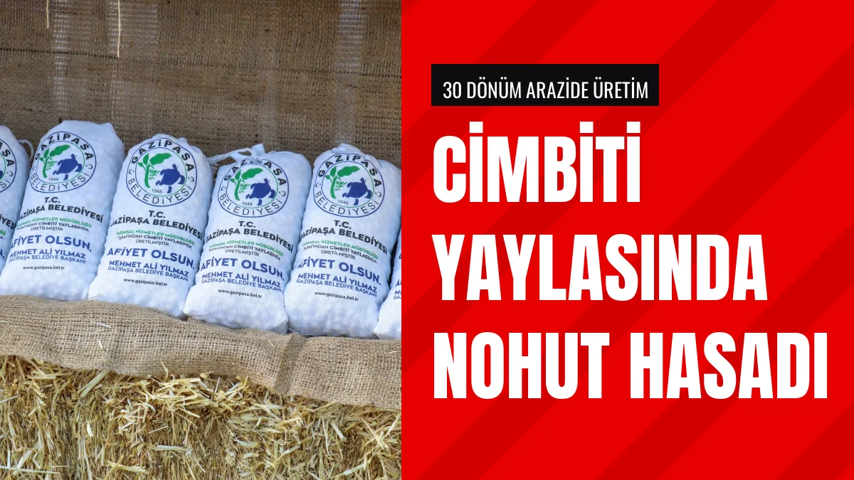 Gazipaşa Belediyesi Cimbiti Yaylasında Nohut Hasadını Tamamladı