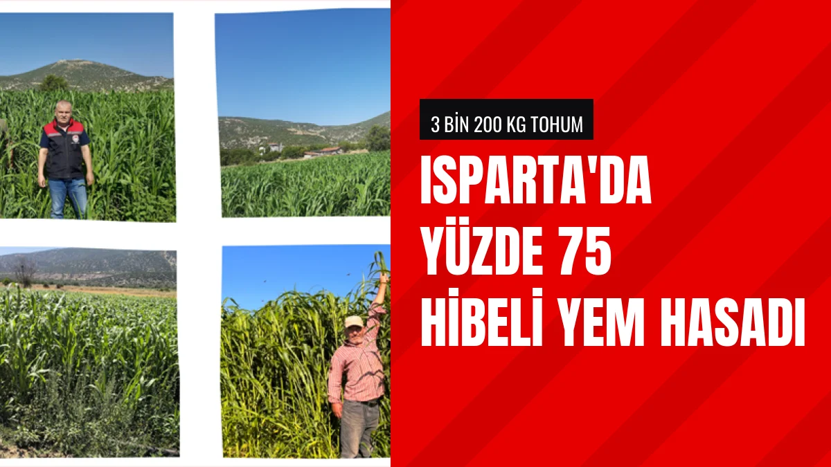 Isparta Hibe Destekli Sorgum Sudan Otu Hasadında Yüksek Verim