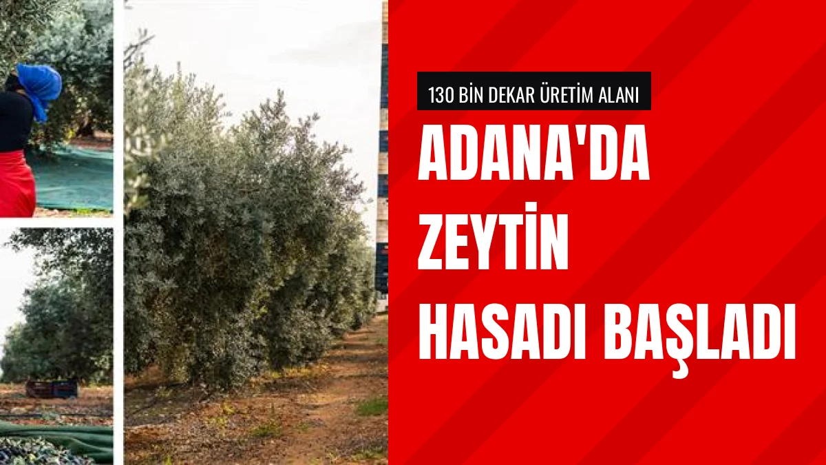 Adana'da Zeytin Hasadı Başladı: 130 Bin Dekarda Üretim Var