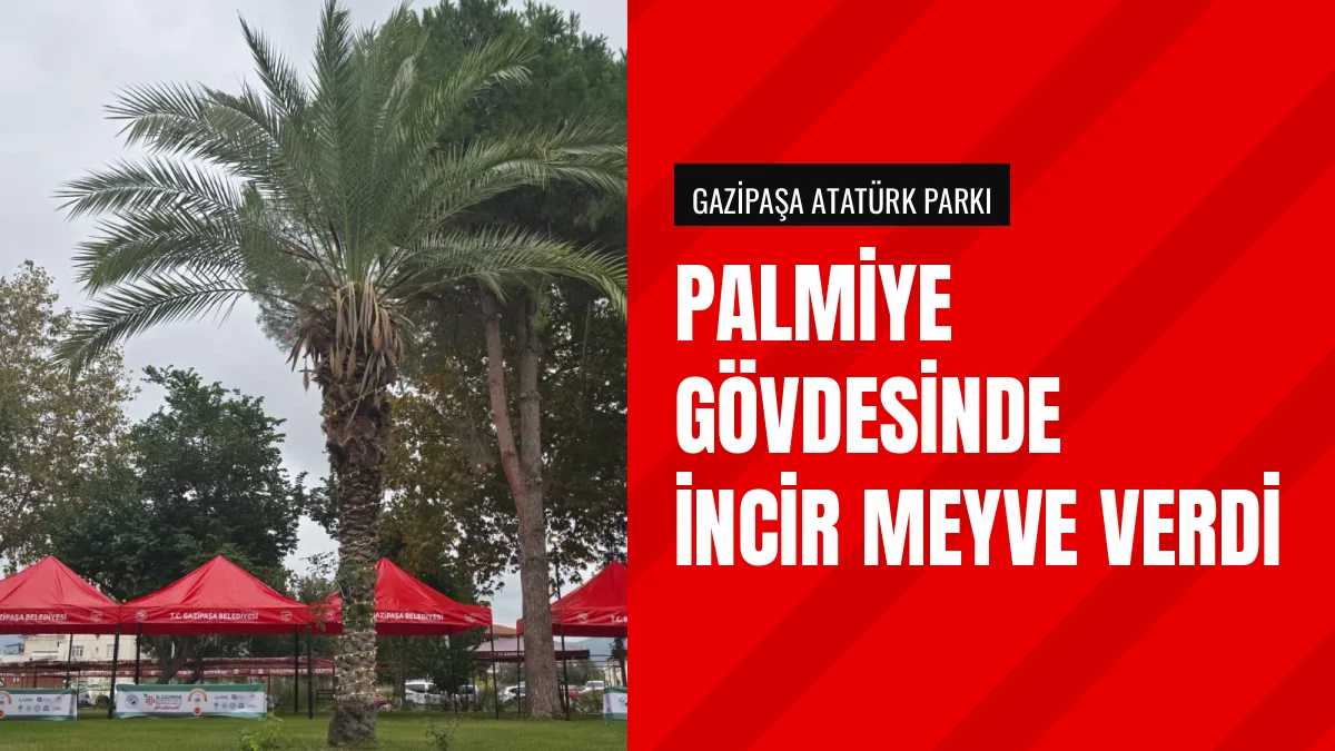 Gazipaşa Atatürk Parkı'nda palmiye gövdesinde incir yetişti