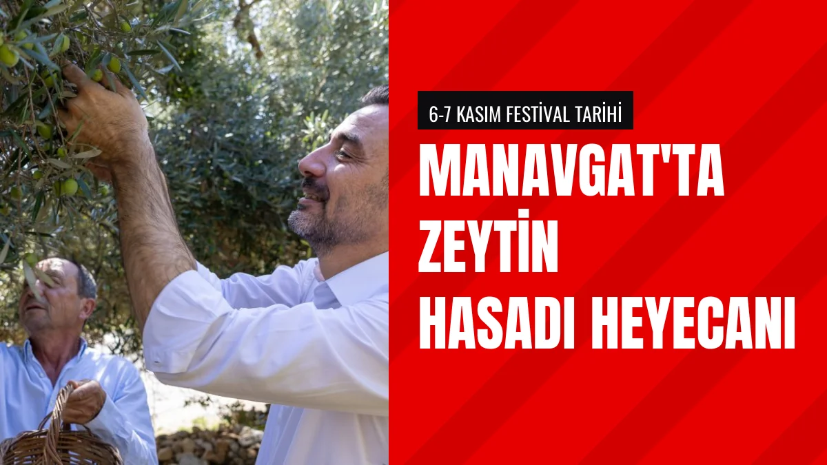 Manavgat Belediye Başkan Vekili Mehmet Çiçek Saraçlıda zeytin topladı