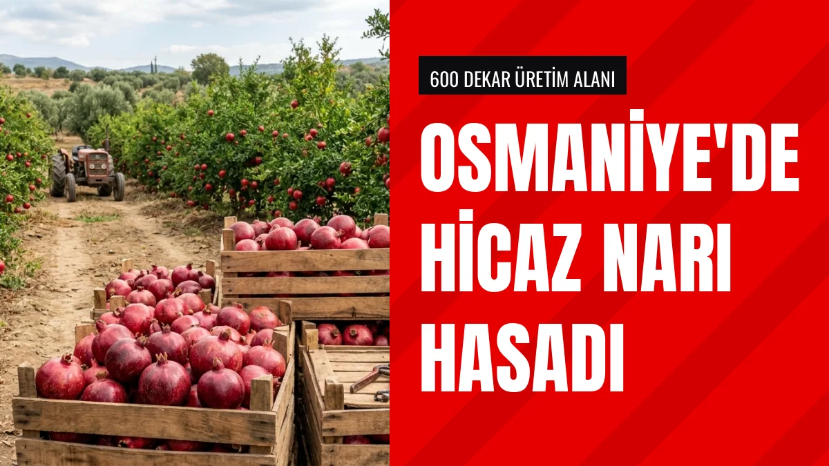 Osmaniye Valisi Serdengeçti Cevdetiye beldesinde nar hasadı yaptı