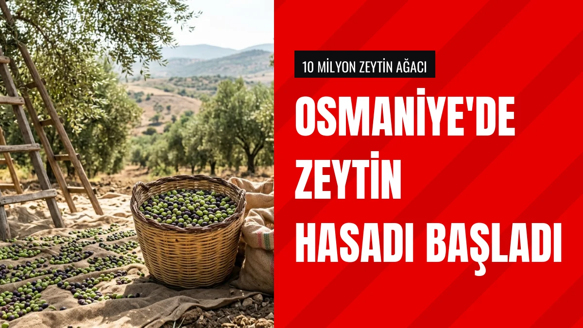 Osmaniye Valisi Serdengeçti Kazmaca Köyünde Zeytin Hasadına Katıldı